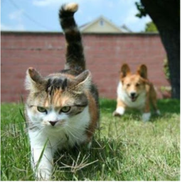 RUN FROM DOGS!!!