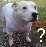 Grupo de Animales xD