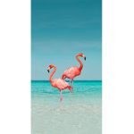 Summer flamingo’s