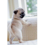 Le pugs club :3