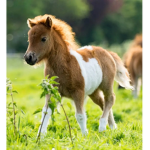*+PONY CLUB+*