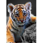 Team Tigers!!