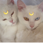 The KitCat Group