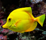 FishPPLSociety