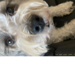 I love dogs do you love cats
