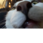 Kool_kat
