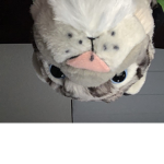 #birdies