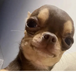 Los Dogs Wawo