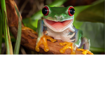 FROG GROUP
