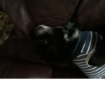 Me and my lil dogs group:)