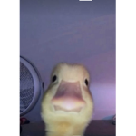 Friends of roblox =D