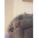 Memey Dreams