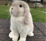 Join if u love bunnies!