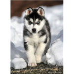 husky pounds