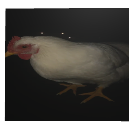 Chicken
