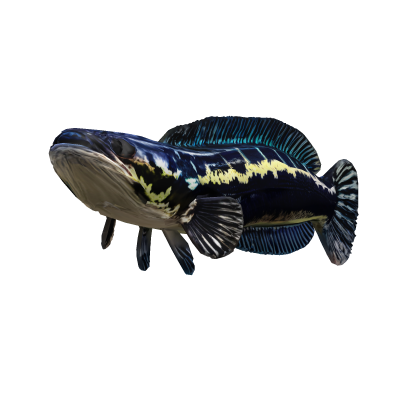 Strike Ikan Toman Roblox item