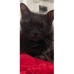 Cat HQ