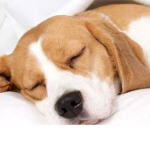 Sleepy Pup