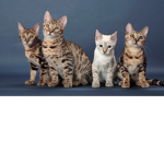 The cat squad (CAUSE WHY NOT)