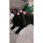 Meow meow cat Hangout