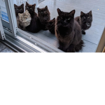 cats defence league
