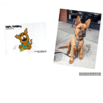 Baby Scooby Doo fans