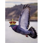 Real Pigeons United