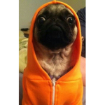 the pug lord robux