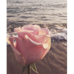 ~Thea's BoardWalk~