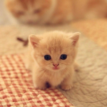KITTEN HERO BOYS