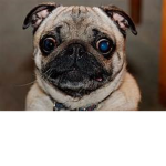 Puglife for papa