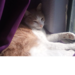 Gemma's cat club