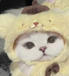 ~•The pompompurin group•~