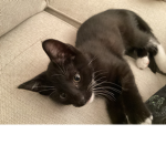 The cute cat rule