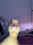 DUCKY QUCKY