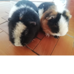 Guinea pig fan club TM
