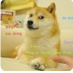 doge super fan group