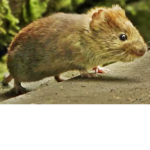 RatsRule