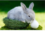 The bunny rabbit’s