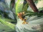 Frog lovers group