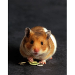 •~· Hamster Society! ·~•