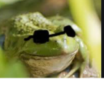 Froggs United