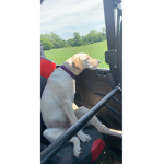 I love dogs do you if so love them with me