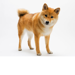 Doges are EPIC : )