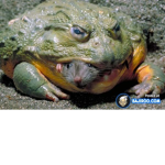 TOAD TOWN