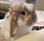;; bunnie