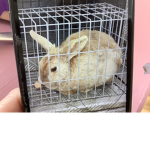 My pet bunny so cute