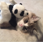 /panda Group Thumbnail
