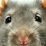 The Official Rat Fan Club!