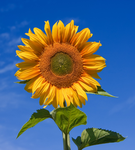 test243879874